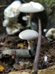 Entoloma abortivum