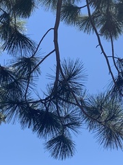 Pinus lambertiana