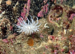 Actinothoe sphyrodeta