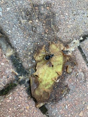 Dolichovespula maculata