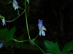 Aconitum uncinatum