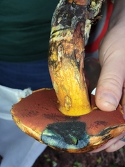 Suillus tomentosus