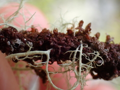 Frullania nisquallensis