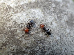 Crematogaster scutellaris