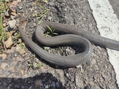 Masticophis mentovarius