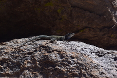 Sceloporus jarrovii