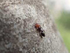 Crematogaster scutellaris