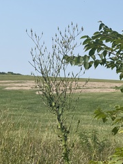 Lactuca canadensis