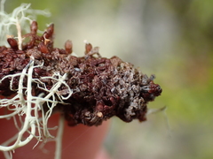 Frullania nisquallensis