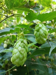 Humulus lupulus