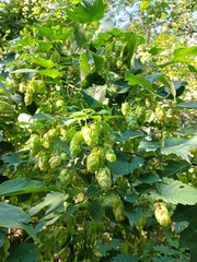 Humulus lupulus