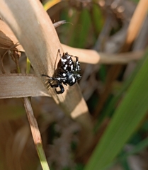 Phiale guttata