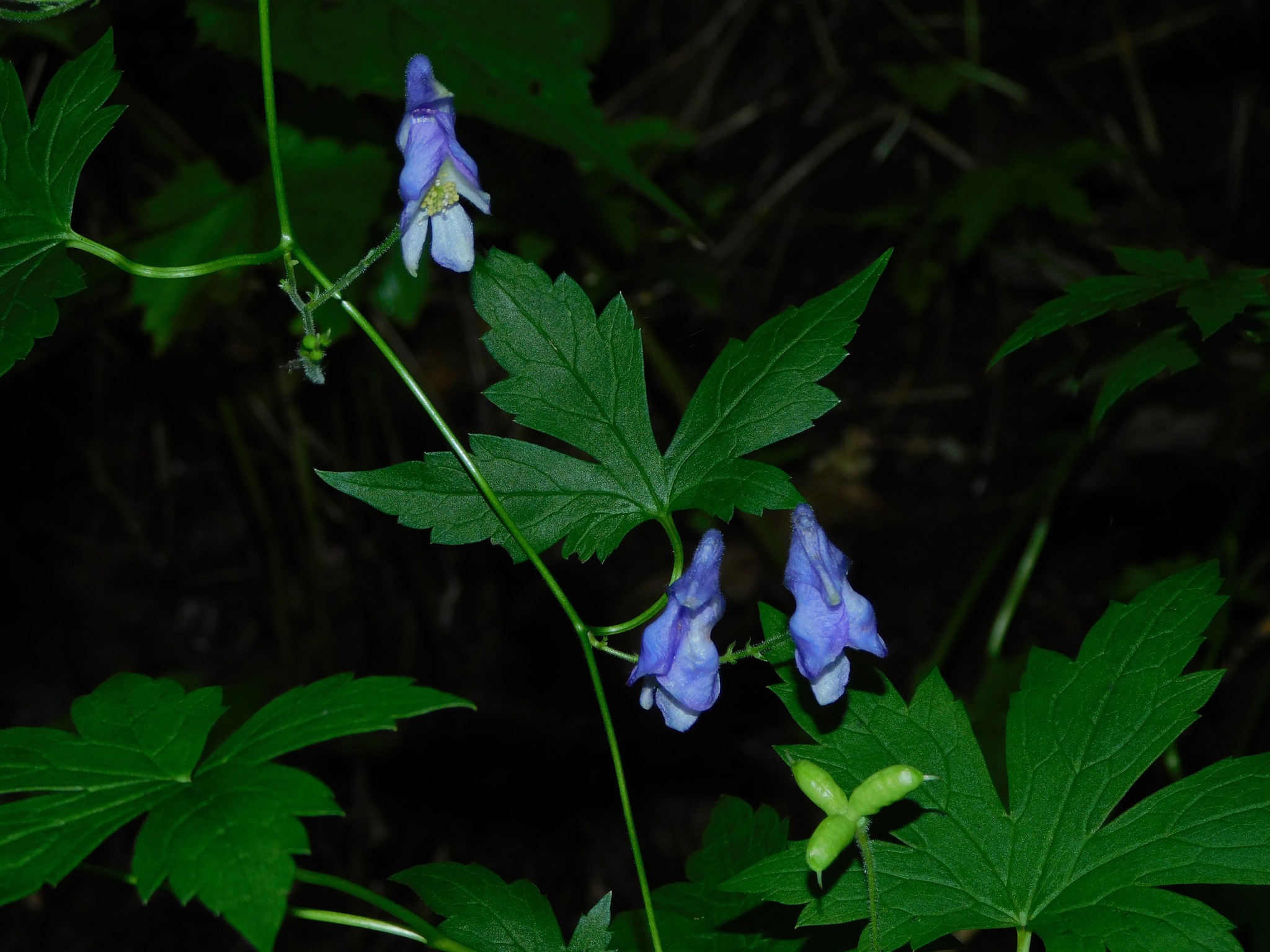 Aconitum uncinatum