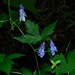 Southern Blue Monkshood - Photo (c) Michael J. Papay, some rights reserved (CC BY), uploaded by Michael J. Papay