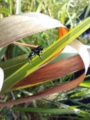 Phiale guttata