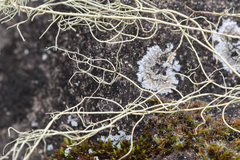 Usnea longissima