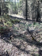 Juniperus scopulorum