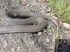 Masticophis mentovarius