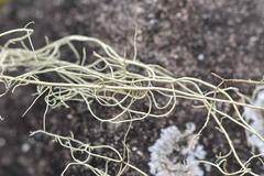 Usnea longissima
