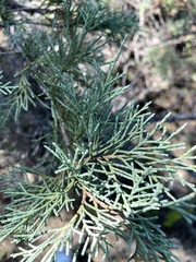 Juniperus scopulorum