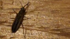 Paromius longulus