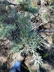 Juniperus scopulorum