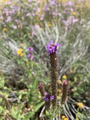 Verbena macdougalii