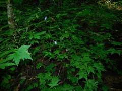 Aconitum uncinatum