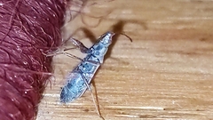 Paromius longulus