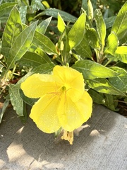 Oenothera macrocarpa
