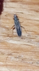 Paromius longulus