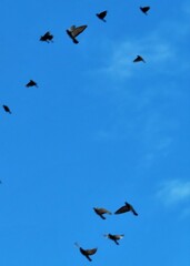 Columba livia domestica