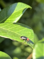 Disonycha xanthomelas