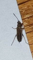 Paromius longulus