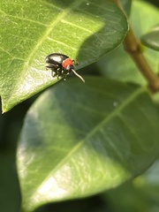 Disonycha xanthomelas