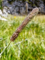 Phleum