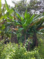 Musa × paradisiaca