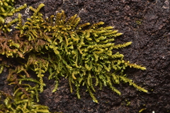 Claopodium