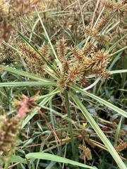Cyperus erythrorhizos