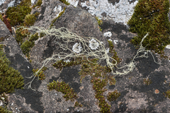 Usnea longissima