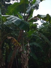 Musa × paradisiaca