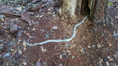 Pantherophis alleghaniensis