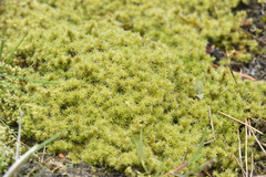 Racomitrium elongatum