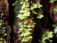 Trombidioidea