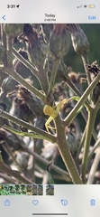 Misumena vatia