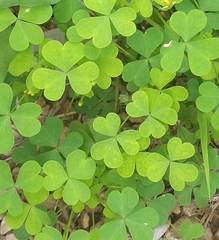 Oxalis