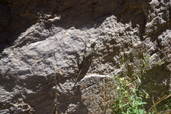 Sceloporus jarrovii