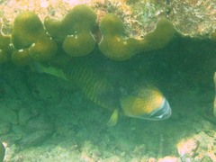 Balistoides viridescens