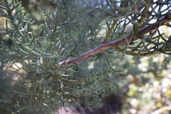 Cupressus arizonica