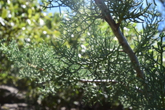 Cupressus arizonica